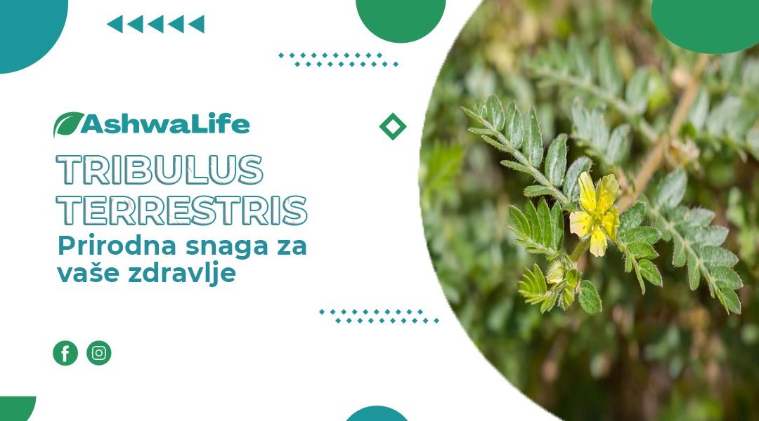 Tribulus Terrestris: Prirodna snaga za vaše zdravlje