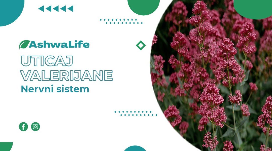 Blagotvorni uticaj valerijane na nervni sistem